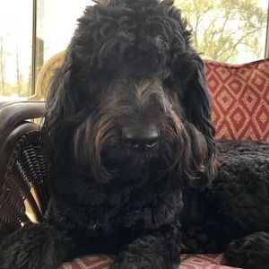 Meet your Posher, Tara